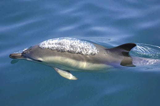 A short beaked common dolphin